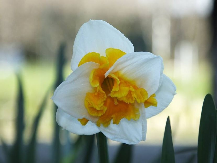 31-03-1 - 2016_02-04_Febr-Aprilie