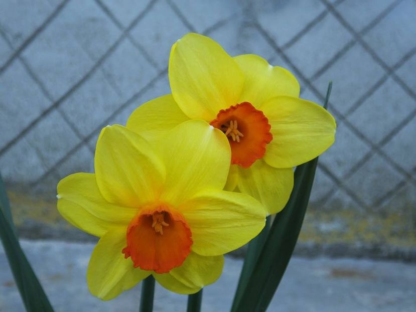 31-03-3 - 2016_02-04_Febr-Aprilie