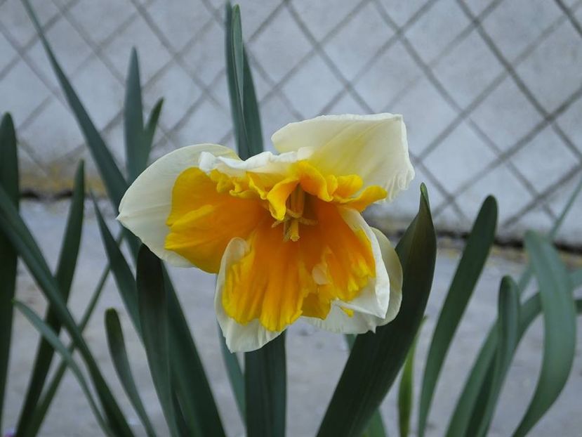 31-03-4 - 2016_02-04_Febr-Aprilie