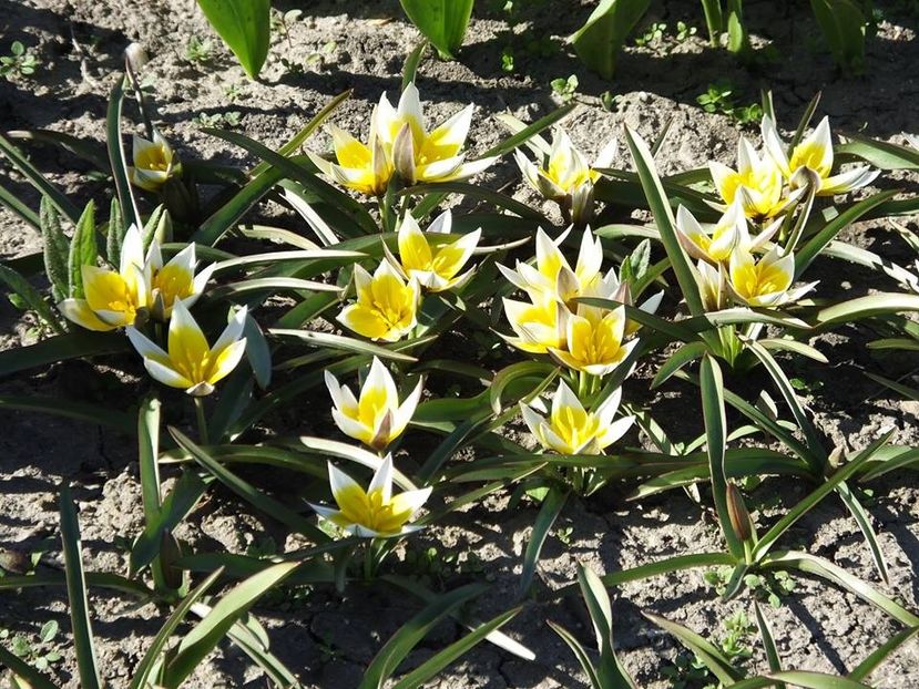 31-03-7 - 2016_02-04_Febr-Aprilie