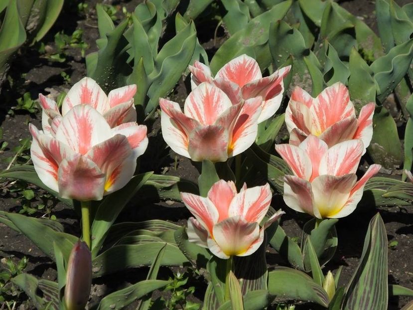 31-03-8 - 2016_02-04_Febr-Aprilie