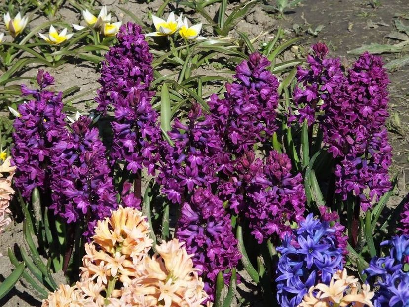 31-03-10 - 2016_02-04_Febr-Aprilie