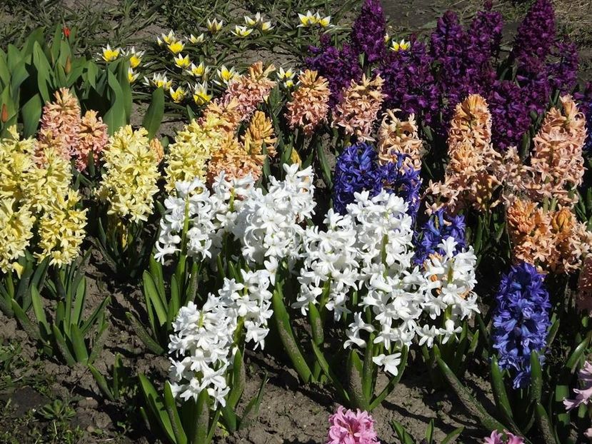 31-03-12 - 2016_02-04_Febr-Aprilie