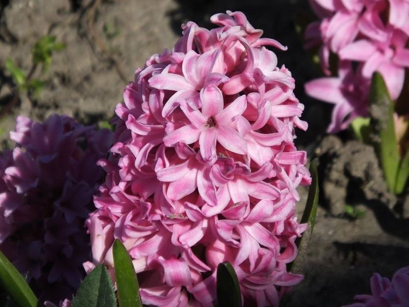 31-03-13 - 2016_02-04_Febr-Aprilie