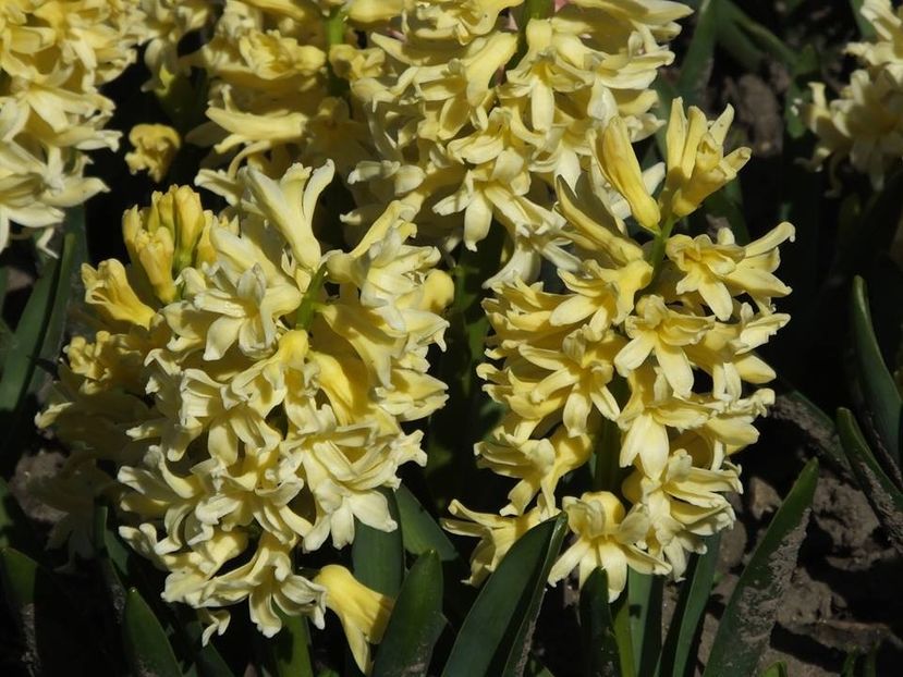 31-03-14 - 2016_02-04_Febr-Aprilie