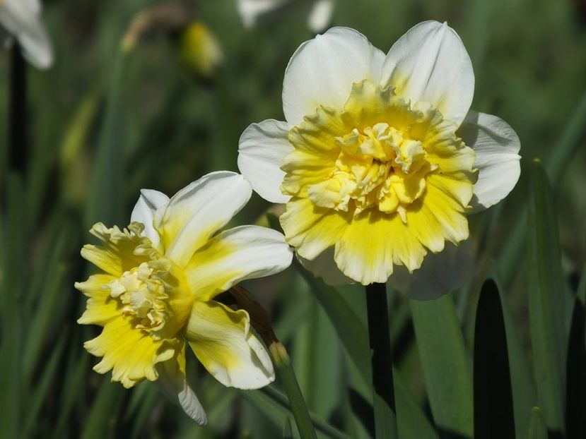 31-03-16 - 2016_02-04_Febr-Aprilie