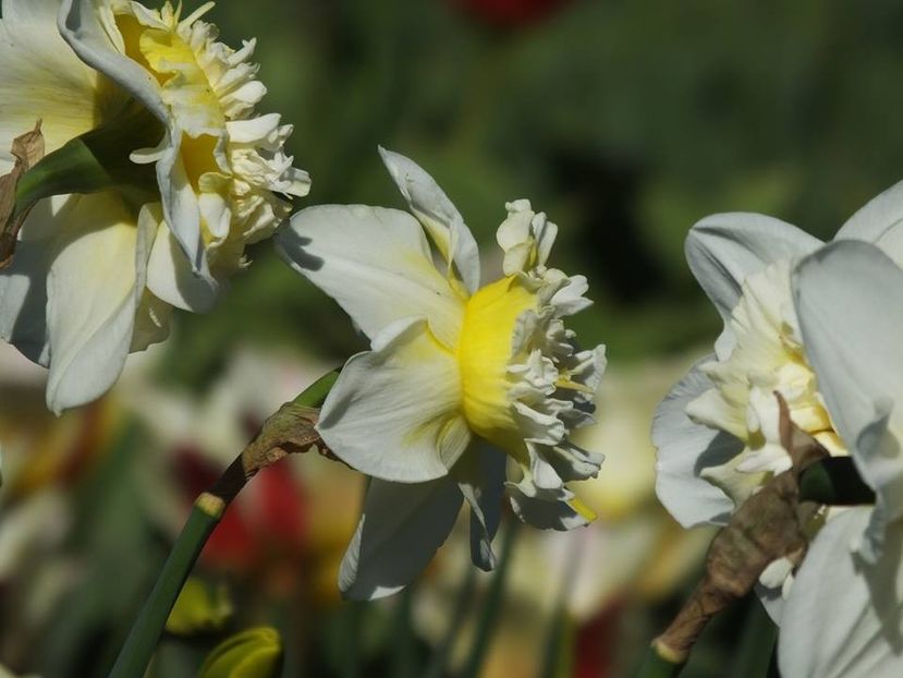 31-03-17 - 2016_02-04_Febr-Aprilie