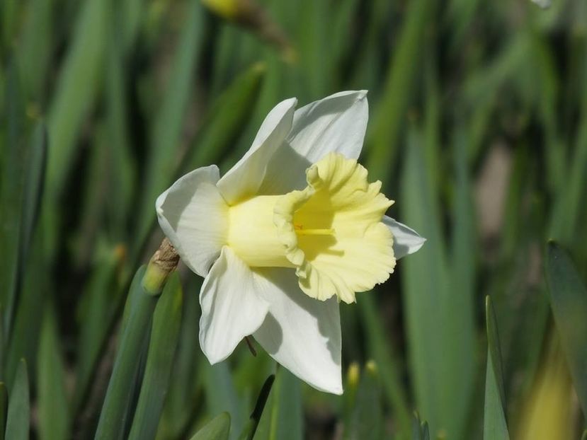 31-03-19 - 2016_02-04_Febr-Aprilie