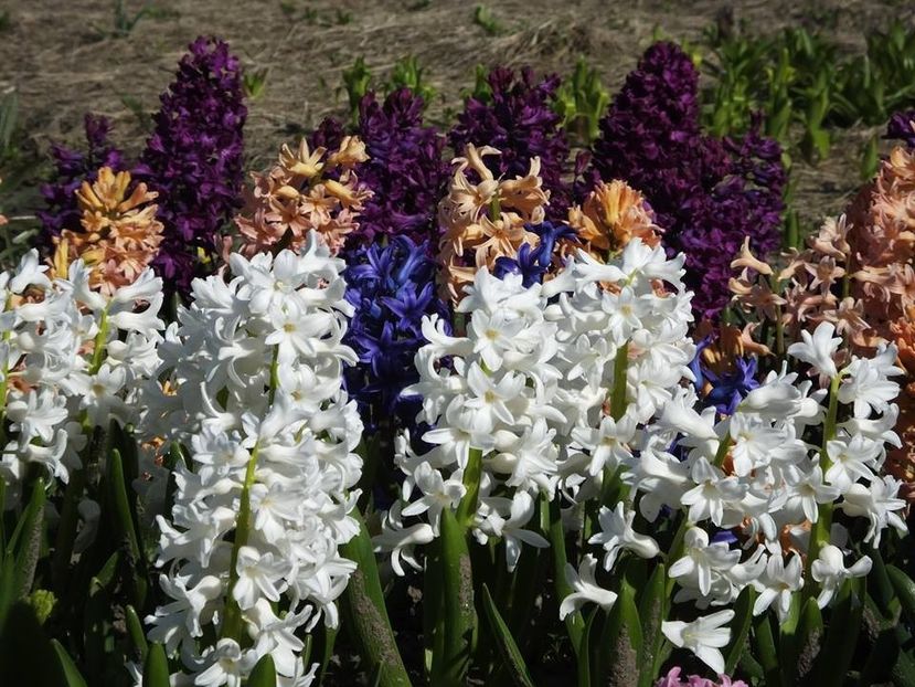 31-03-24 - 2016_02-04_Febr-Aprilie