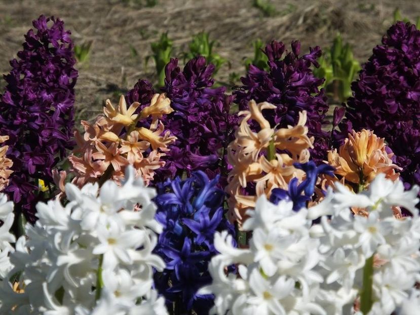 31-03-25 - 2016_02-04_Febr-Aprilie