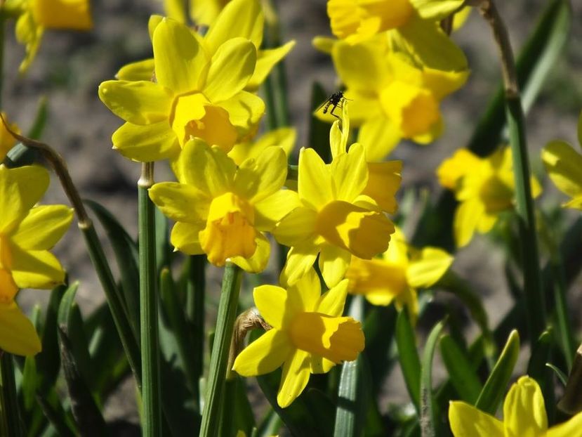 31-03-28 - 2016_02-04_Febr-Aprilie