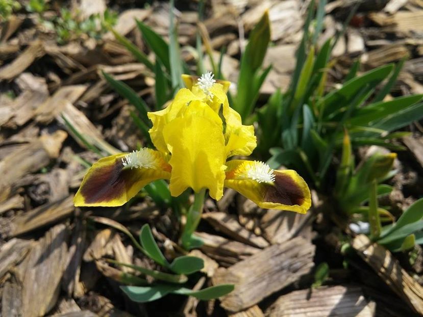 3.4-1 - 2016_02-04_Febr-Aprilie