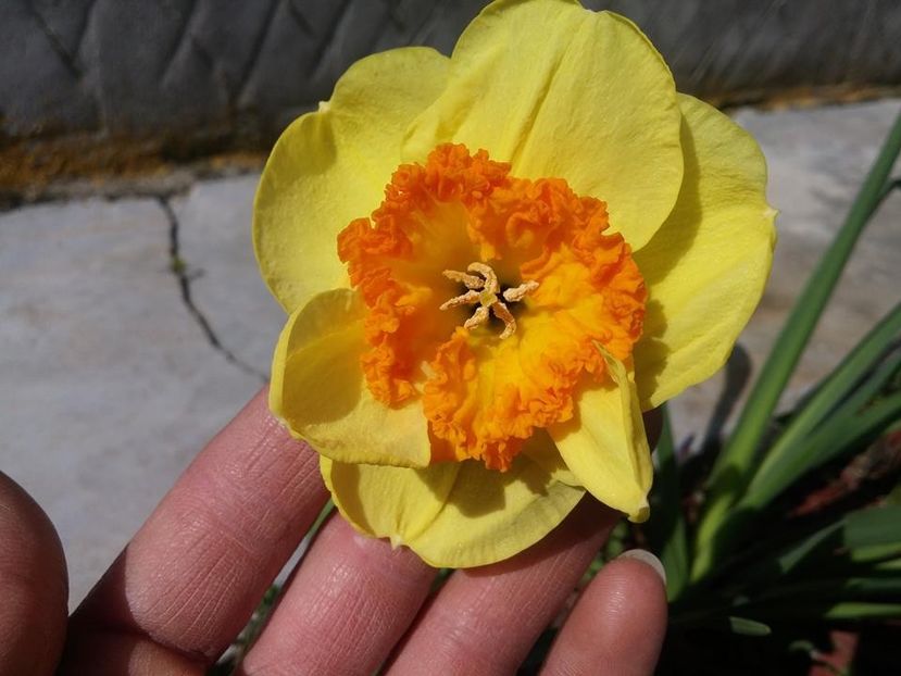 3.4-5 - 2016_02-04_Febr-Aprilie