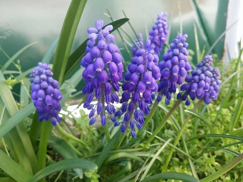 3.4-11 - 2016_02-04_Febr-Aprilie