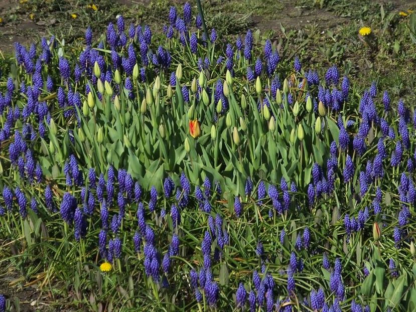 3.4-14 - 2016_02-04_Febr-Aprilie