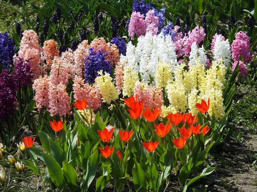 3.4-17 - 2016_02-04_Febr-Aprilie