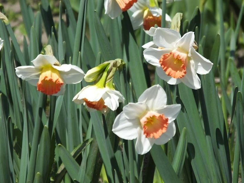 3.4-19 - 2016_02-04_Febr-Aprilie