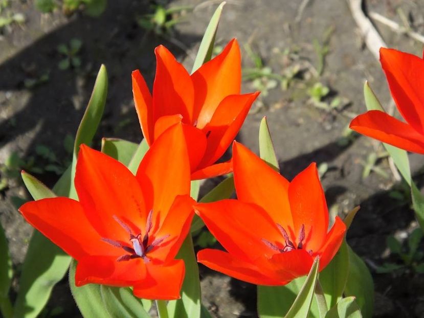 3.4-21 - 2016_02-04_Febr-Aprilie