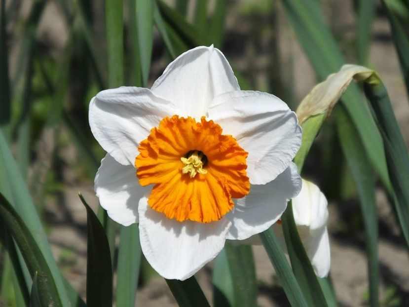 3.4-22 - 2016_02-04_Febr-Aprilie