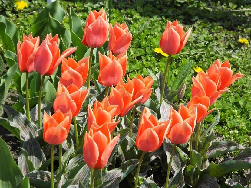 3.4-23 - 2016_02-04_Febr-Aprilie