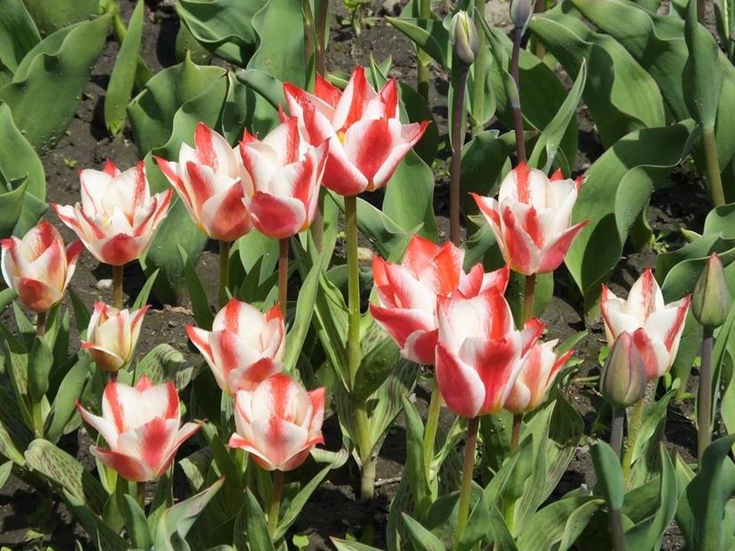 3.4-24 - 2016_02-04_Febr-Aprilie