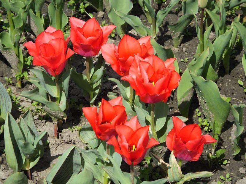 3.4-25 - 2016_02-04_Febr-Aprilie