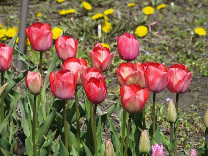 3.4-26 - 2016_02-04_Febr-Aprilie