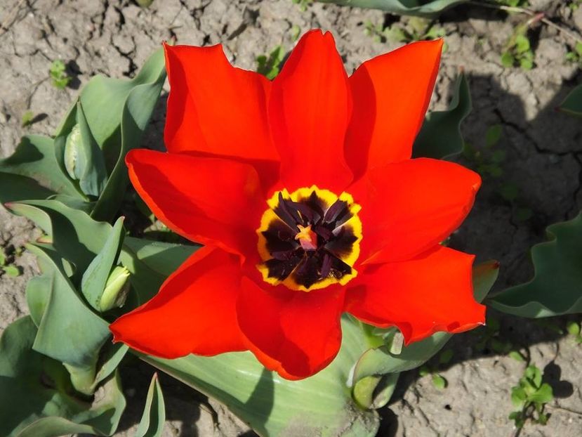 3.4-27 - 2016_02-04_Febr-Aprilie