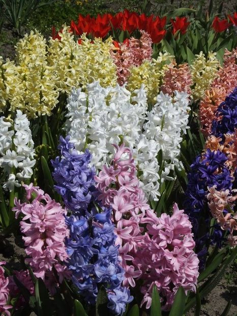 3.4-29 - 2016_02-04_Febr-Aprilie