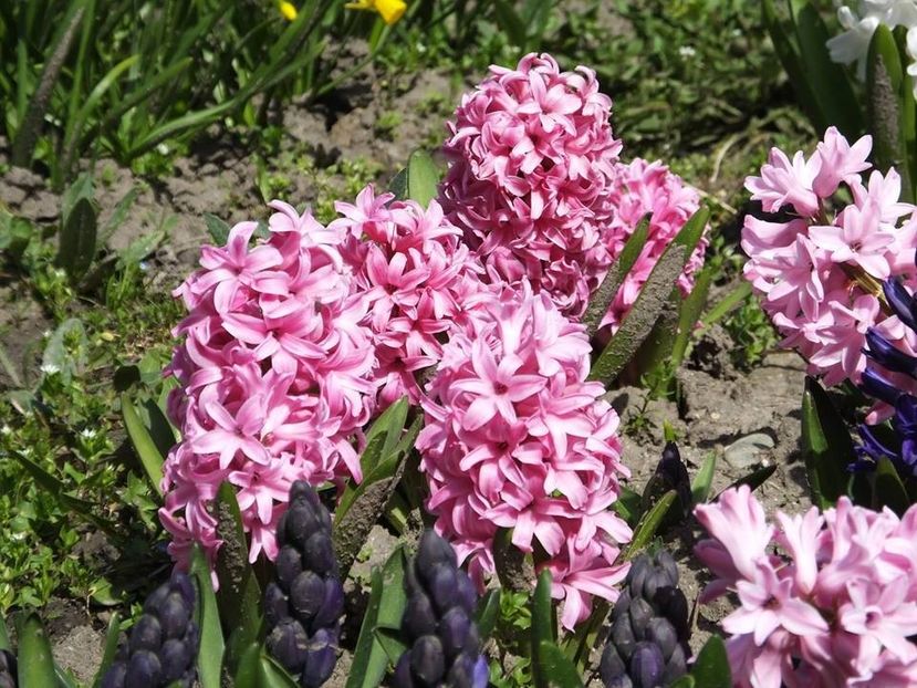 3.4-34 - 2016_02-04_Febr-Aprilie