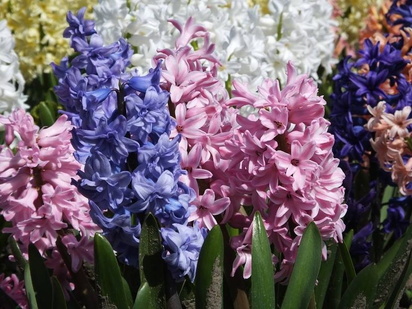 3.4-35 - 2016_02-04_Febr-Aprilie