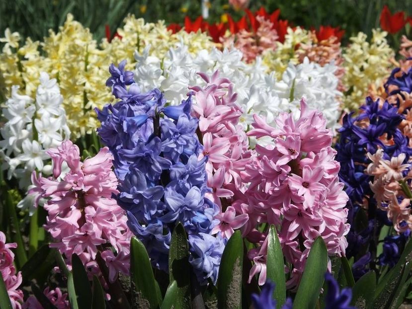 3.4-36 - 2016_02-04_Febr-Aprilie