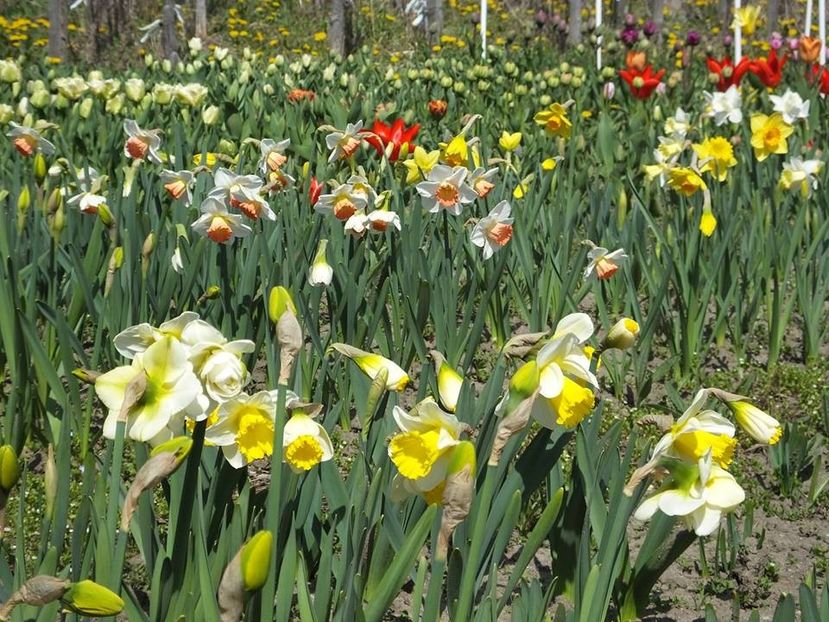 3.4-38 - 2016_02-04_Febr-Aprilie