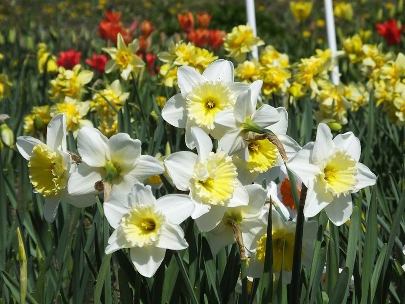 3.4-39 - 2016_02-04_Febr-Aprilie