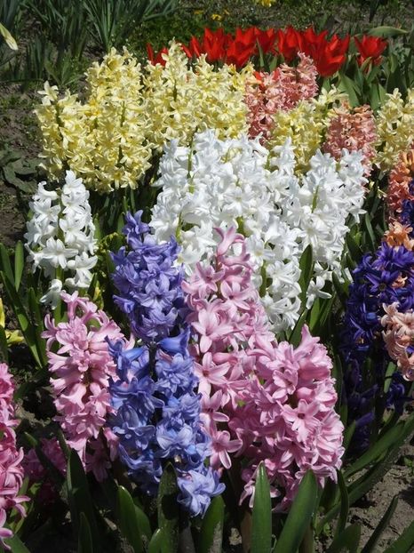 3.4-40 - 2016_02-04_Febr-Aprilie