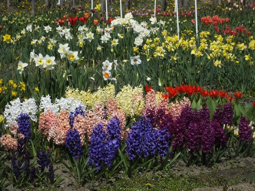 3.4-41 - 2016_02-04_Febr-Aprilie