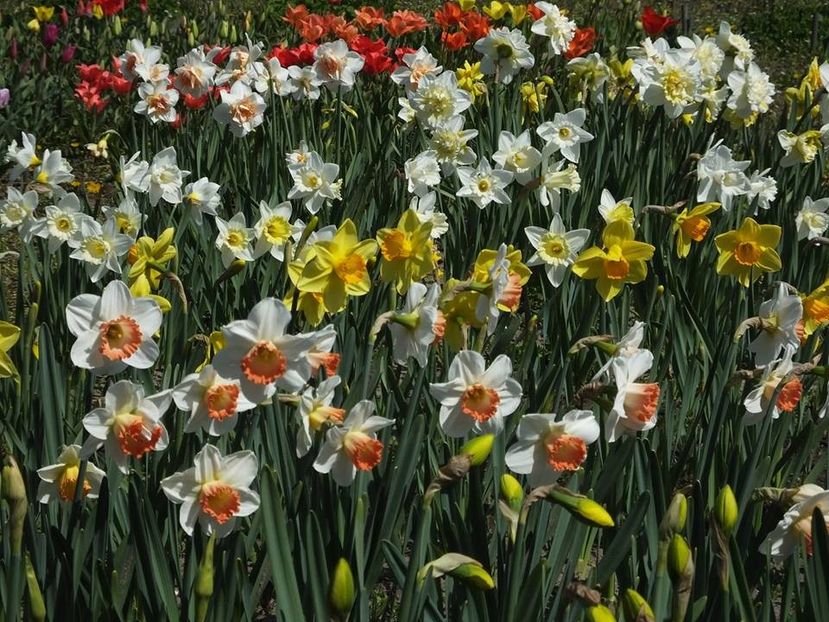 4.4-1 - 2016_02-04_Febr-Aprilie