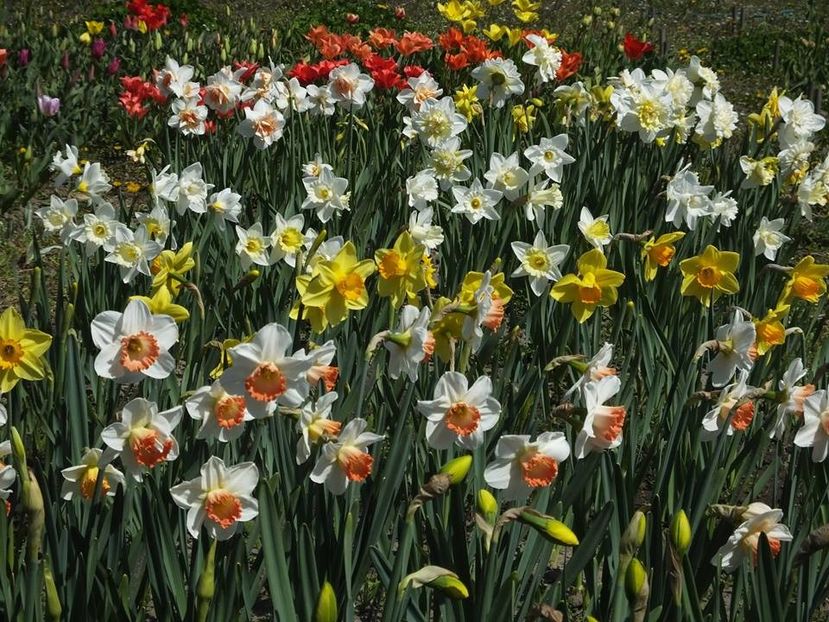 4.4-2 - 2016_02-04_Febr-Aprilie