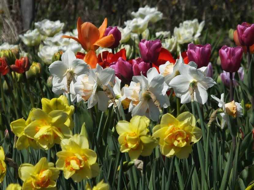 4.4-4 - 2016_02-04_Febr-Aprilie