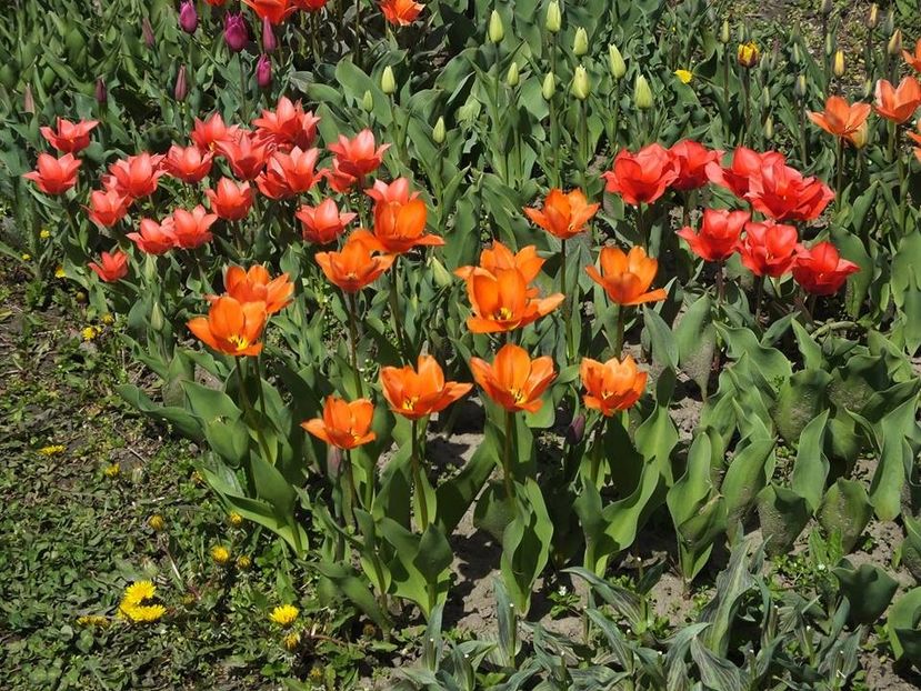 4.4-6 - 2016_02-04_Febr-Aprilie