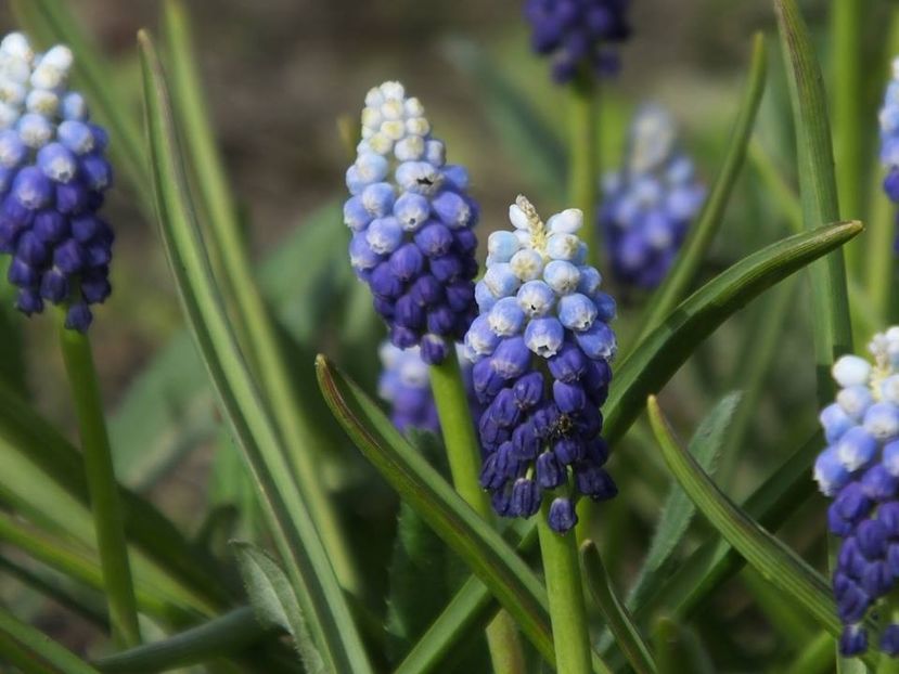  - 2016_02-04_Febr-Aprilie