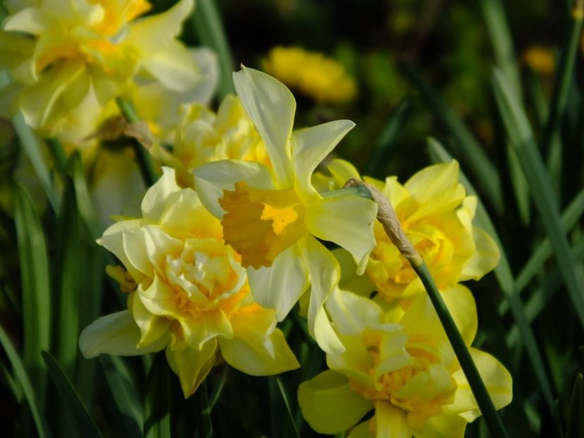  - 2016_02-04_Febr-Aprilie