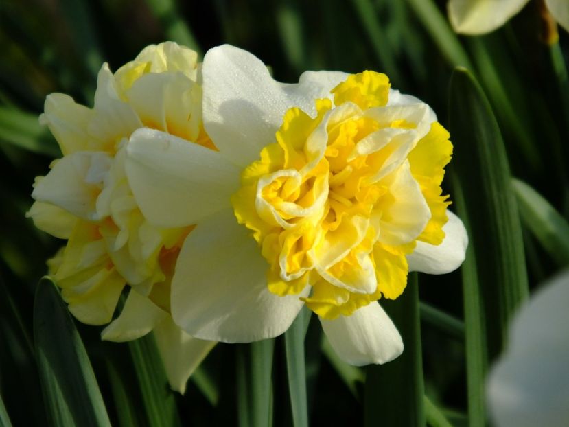  - 2016_02-04_Febr-Aprilie