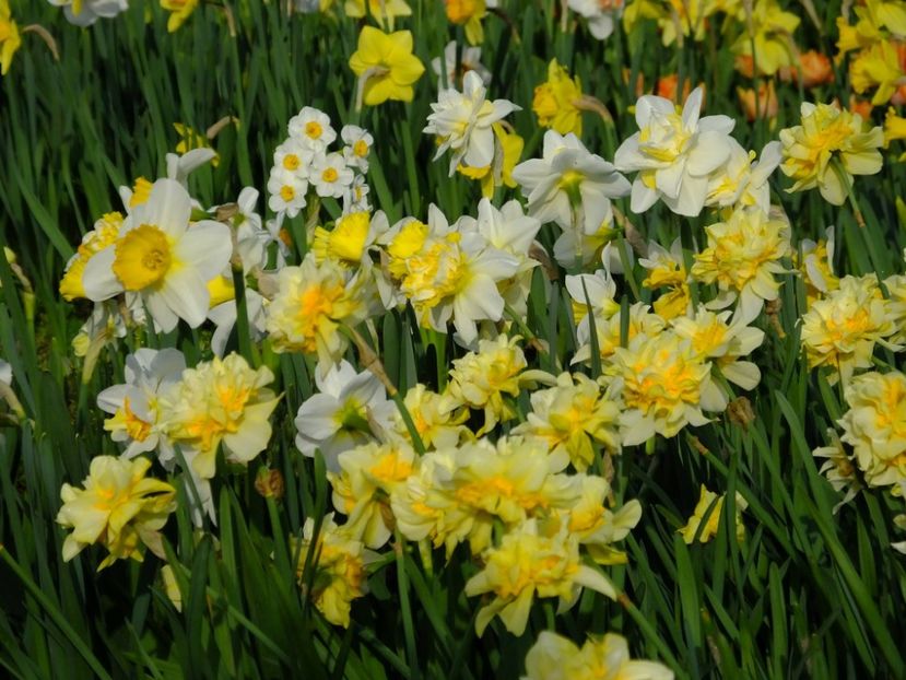  - 2016_02-04_Febr-Aprilie