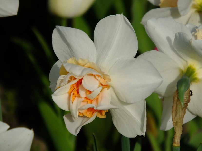  - 2016_02-04_Febr-Aprilie