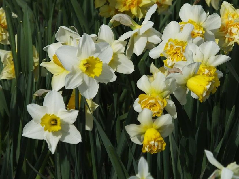  - 2016_02-04_Febr-Aprilie