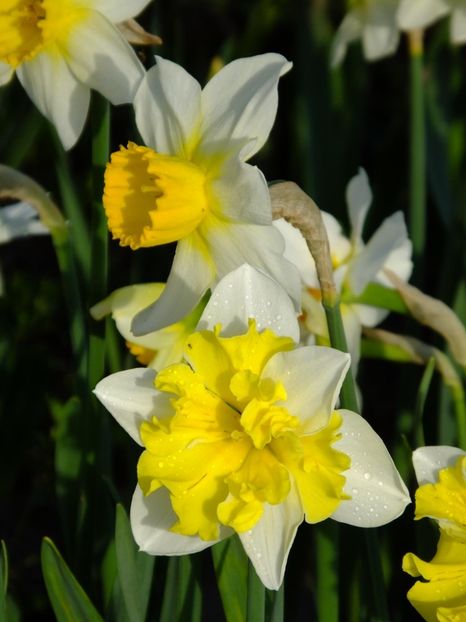  - 2016_02-04_Febr-Aprilie