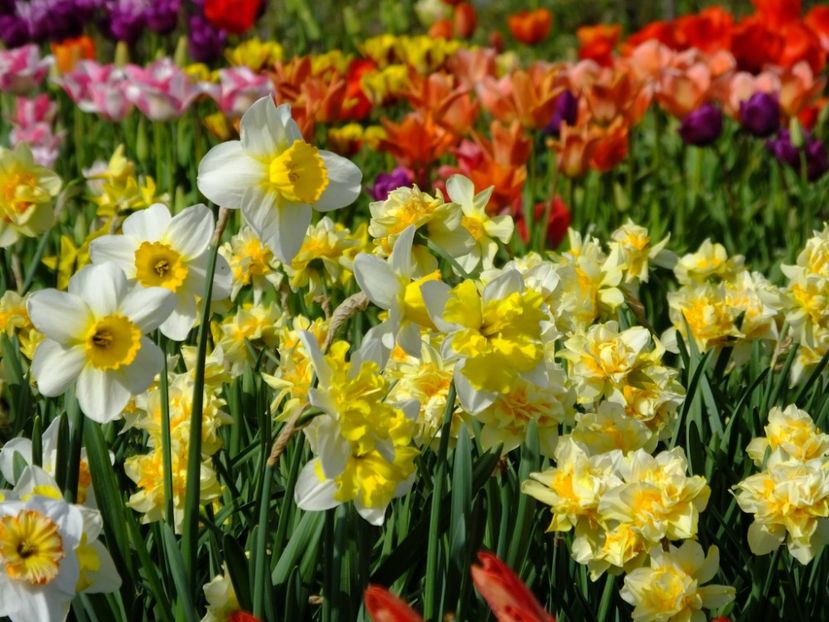  - 2016_02-04_Febr-Aprilie