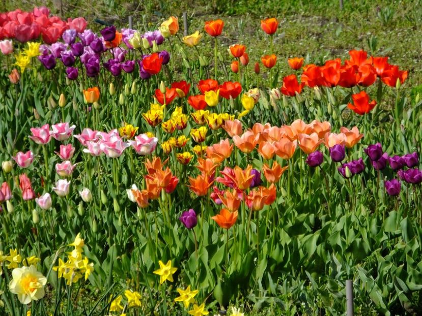  - 2016_02-04_Febr-Aprilie