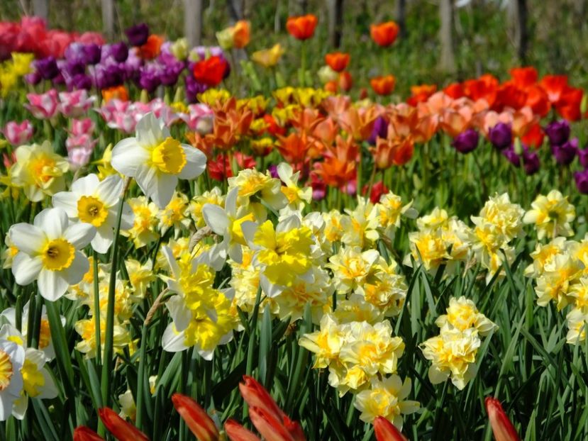  - 2016_02-04_Febr-Aprilie